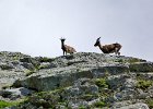 bouquetins Bionassay (11) : 2013, Mont Blanc